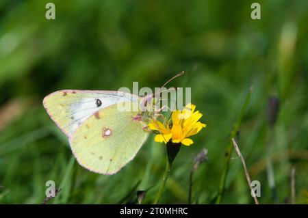 Bergers getrübter gelber Schmetterling alias Colias alfacariensis auf gelber Blume. Früher sonniger Tag im Herbst. Tschechische republik Natur. Stockfoto