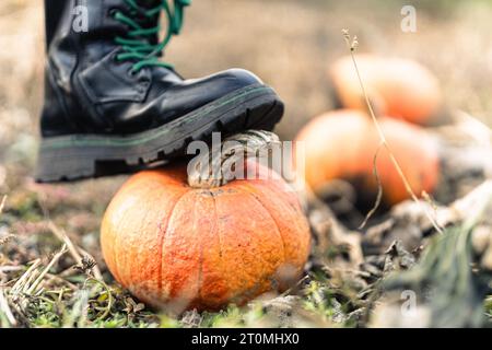 Ein Fuß in einem schwarzen Schuh steht auf einem orangefarbenen Kürbis auf einem Herbstfeld. Kind mit Gemüse. Erntezeit. Gesunde Ernährung. Das Leben im Dorf. Mädchen Harv Stockfoto