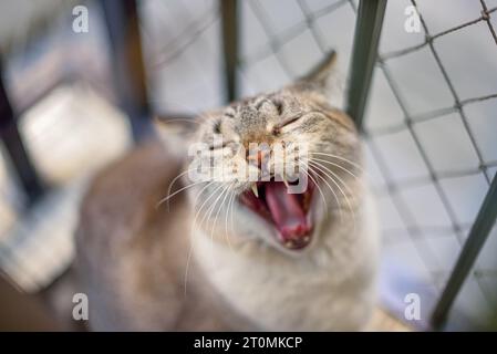 Porträt einer gähnenden weißen Katze Stockfoto