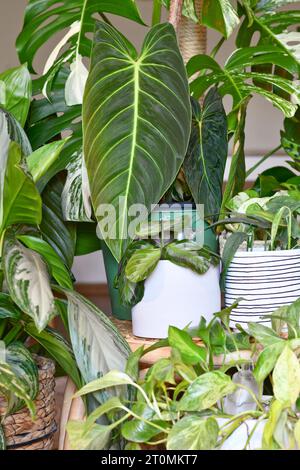 Urbaner Dschungel. Verschiedene tropische Zimmerpflanzen wie Philodendron oder Pothos in Blumentöpfen Stockfoto