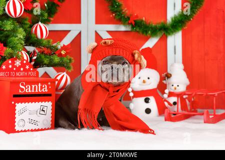 Französischer Bulldog mit rotem Rentier-Kostümhut und Winterschal zwischen saisonaler Weihnachtsdekoration Stockfoto