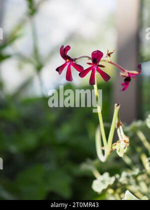 Nahaufnahme dunkelroter Pelargonium-„sidoides“-Blüten in einem britischen Gewächshaus im Sommer Stockfoto