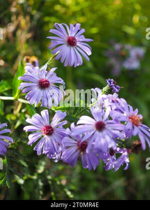 Nahaufnahme von hellen lilafarbenen Astern, die von der Herbstsonne in einer Gartengrenze des Landhauses im Oktober beleuchtet werden (lila Michaelmas Gänseblümchen Blumen) Stockfoto