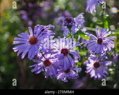 Nahaufnahme von lilafarbenen Aster- oder Michaelmas Daisy-Blüten (unbekannte Sorte) im schattigen Schatten mit einigen Blütenblättern, die von der Sonne hervorgehoben werden Stockfoto