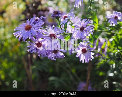 Wunderschöne hinterleuchtete Asterblumen, die in der Herbstsonne in einem britischen Landhausgarten im Oktober blasslila leuchten, vielleicht Symphyotrichum novae-angliae Stockfoto