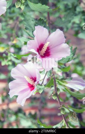 Rose Malve (Hibiscus moscheutos 'Luna Pink Swirl Stockfoto