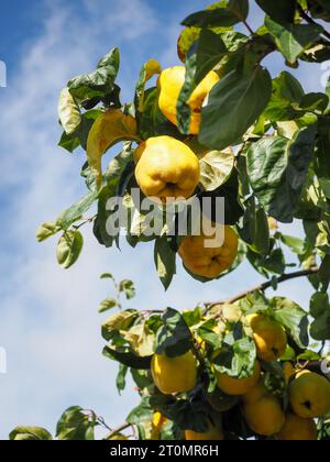 An einem sonnigen Oktobertag in England sehen Sie wunderschöne goldene Quittenfrüchte, die an einem Baum vor einem blauen Himmel hängen Stockfoto