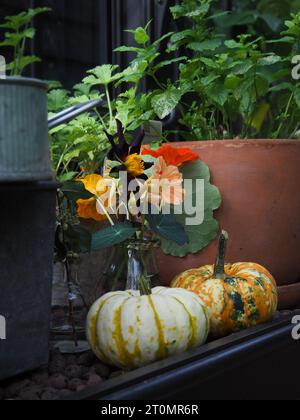 Eine herbstliche Szene in einem britischen Gewächshaus, die geschnittene Dahlien und Kapuzinerkürbisse zeigt Stockfoto