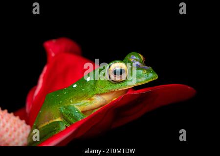 Malabar fliegender Frosch, Malabar fliegender Frosch Stockfoto