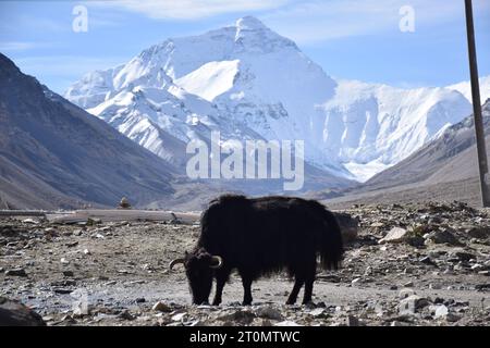 Ein schwarzes Yak mit dem Gipfel des Mount Everest im Hintergrund im Everest-Basislager, der Autonomen Region Tibet Stockfoto