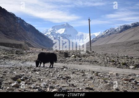 Ein schwarzes Yak mit dem Gipfel des Mount Everest im Hintergrund im Everest-Basislager, der Autonomen Region Tibet Stockfoto