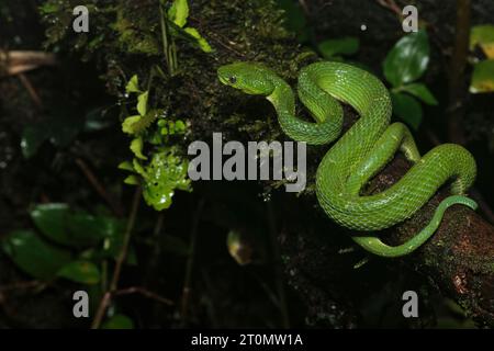 Seitlich gestreifter Pitviper (Bothriechis lateralis) Stockfoto