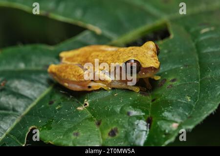 Sanduhr Treefrog (Dendropsophus ebraccatus) Costa Rica Stockfoto