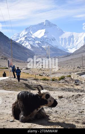 Ein schwarzes Yak mit dem Gipfel des Mount Everest im Hintergrund im Everest-Basislager, der Autonomen Region Tibet Stockfoto