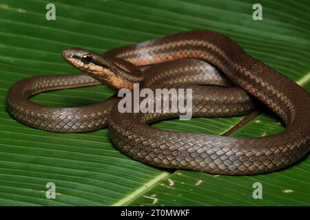 Lachsbauchrennen (Mastigodryas melanolomus), Costa Rica Stockfoto