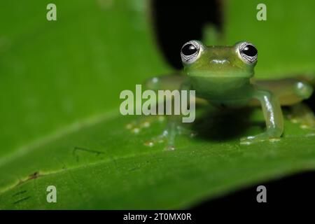 Geisterglasfrosch (Sachatamia ilex) Stockfoto