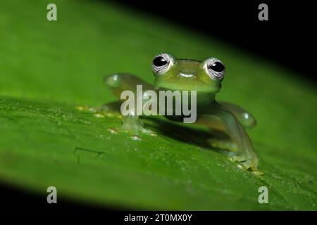 Geisterglasfrosch (Sachatamia ilex) Stockfoto