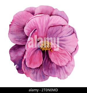 Violette Kamelienblume isoliert auf weißem Hintergrund. Handgezeichnete Illustration mit Aquarell. Rosafarbener Blumenkopf. Dekoratives Element im Blumendesign Stockfoto