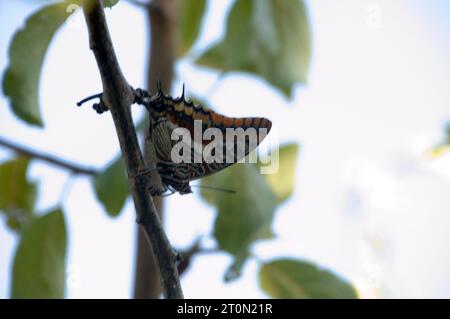 Zweischwänziger Pascha-Schmetterling (Charaxes jasius) am Stiel in der Toskana Stockfoto