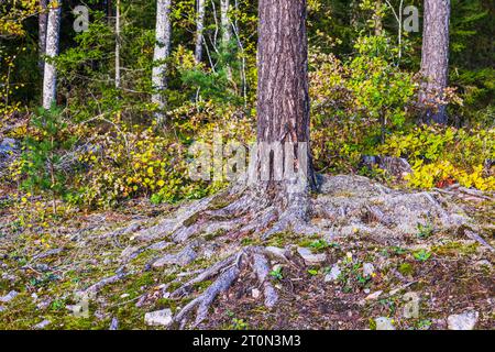 Wunderschöne Herbstwaldlandschaft mit großen, alten Bäumen, deren Wurzeln an der Oberfläche freigelegt sind. Stockfoto