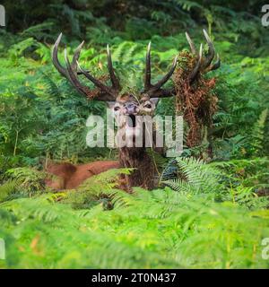 Surrey, Großbritannien. Oktober 2023. Ein Hirschbalg, versteckt in Farnen. Erwachsene Rothirsche (cervus elaphus, männlich) machen sich an einem sonnigen Sonntagmorgen in den weiten, offenen Flächen und Wäldern des Richmond Park in Surrey bereit. Sie brüllen, verzieren ihr Geweih mit Gras, Farn und Baumzweigen, um sich beeindruckender zu machen, und kämpfen später in der Saison gegen das Sperren von Geweihen, um ihre Dominanz zu etablieren. Quelle: Imageplotter/Alamy Live News Stockfoto