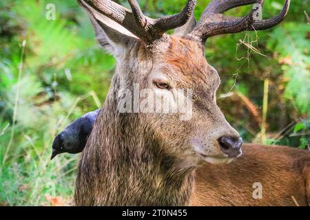 Surrey, Großbritannien. Oktober 2023. Jackdaws pflücken Flöhe und Insekten von Hirschen und weiblichen Hirschen und werden normalerweise von den Hirschen als „freundliche Helferin“ toleriert. Ein Hirschbalg, versteckt in Farnen. Erwachsene Rothirsche (cervus elaphus, männlich) machen sich an einem sonnigen Sonntagmorgen in den weiten, offenen Flächen und Wäldern des Richmond Park in Surrey bereit. Sie brüllen, verzieren ihr Geweih mit Gras, Farn und Baumzweigen, um sich beeindruckender zu machen, und kämpfen später in der Saison gegen das Sperren von Geweihen, um ihre Dominanz zu etablieren. Quelle: Imageplotter/Alamy Live News Stockfoto