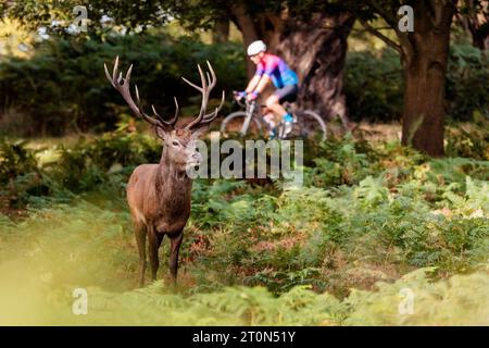 Richmond Park, London, Großbritannien. Oktober 2023. Radfahrer kommen an einem sonnigen Sonntagmorgen im Richmond Park zu Beginn der Brunstsaison an einem Rothirsch (Cervus elaphu) vorbei, der sich zwischen den Bracken versteckt. Foto: Amanda Rose/Alamy Live News Stockfoto