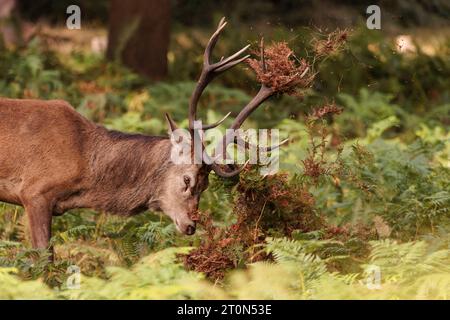 Richmond Park, London, Großbritannien. Oktober 2023. Rothirsch (Cervus elaphu) bedeckt sein Geweih zu Beginn der Bruntsaison im Richmond Park mit Gras und Bracken. Foto: Amanda Rose/Alamy Live News Stockfoto