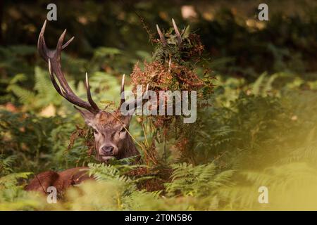 Richmond Park, London, Großbritannien. Oktober 2023. Rothirsch (Cervus elaphu) mit Geweih bedeckt mit Bracken, sitzt zwischen den Farnen im Richmond Park zu Beginn der Bruntsaison. Foto: Amanda Rose/Alamy Live News Stockfoto