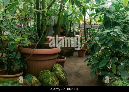 Tropische Pflanzen in Töpfen in einem großen alten Gewächshaus Stockfoto