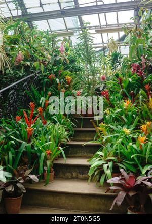 Blühende Bromelien in Töpfen auf den Stufen einer alten Treppe zwischen tropischen Pflanzen in einem alten Gewächshaus Stockfoto