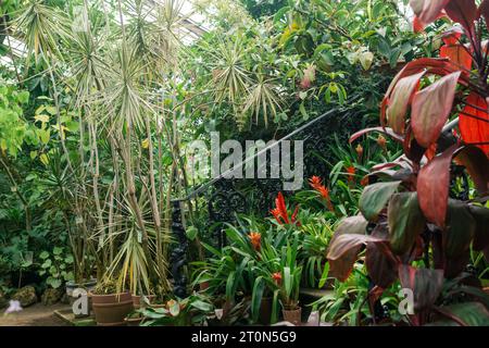 Blühende Bromelien in Töpfen auf den Stufen einer alten Treppe zwischen tropischen Pflanzen in einem alten Gewächshaus Stockfoto