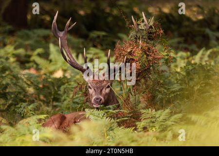 Richmond Park, London, Großbritannien. Oktober 2023. Rothirsch (Cervus elaphu) mit Geweih bedeckt mit Bracken, sitzt zwischen den Farnen im Richmond Park zu Beginn der Bruntsaison. Foto: Amanda Rose/Alamy Live News Stockfoto