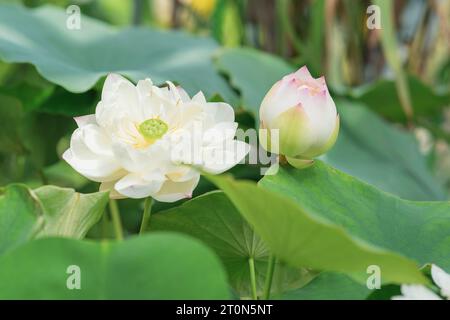 Blassrosa Blume und Knospen Lotus in einem Teich im Sonnenlicht Stockfoto