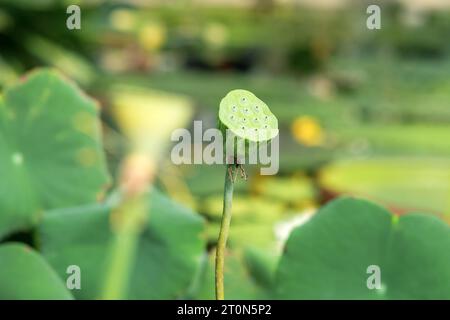 Unreife Lotusfrucht vor verschwommenem natürlichem Hintergrund Stockfoto