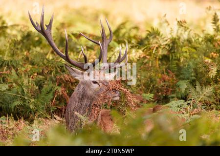 Richmond Park, London, Großbritannien. Oktober 2023. Rothirsch (Cervus elaphu) mit Bracken an der Nase, während er zu Beginn der Bruntsaison zwischen den Farnen im Richmond Park sitzt. Foto: Amanda Rose/Alamy Live News Stockfoto