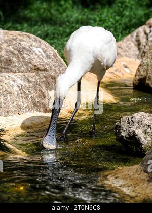 Eurasischer Löffelschnabel (Platalea leucorodia), oder gemeiner Löffelschnabel, in einem Flusswasser und von vorne gesehen Stockfoto