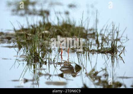 Rotschuss in einem Schwimmbad Stockfoto