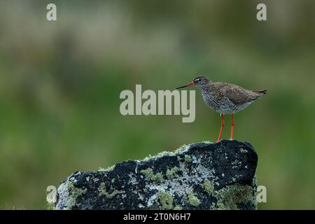 Rotschenkel auf einem großen Felsen Stockfoto