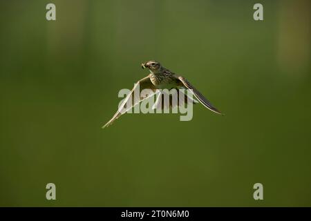 Skylark fliegt mit Schnabel voller Insekten Stockfoto