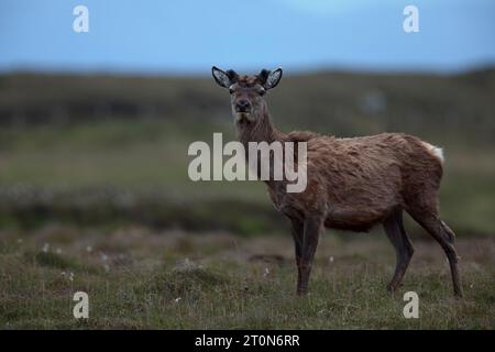 Rotwild auf Moorland Stockfoto
