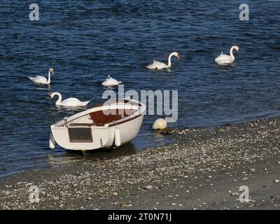 Little Boat and Swans in Saint-Valery-sur-Somme ist eine Gemeinde im Departement Somme in Frankreich Stockfoto