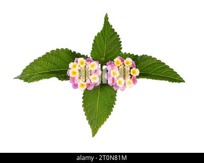 Blick von oben auf Lantana Camara oder Red Salbei Blumenköpfe mit Blättern, isoliert auf weißem Hintergrund. Stockfoto