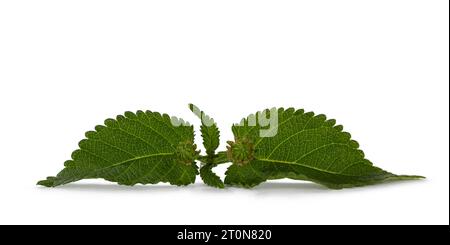 Blick von oben auf Lantana Camara oder Red Salbei Blätter mit geschlossenen Knoten, isoliert auf weißem Hintergrund. Stockfoto