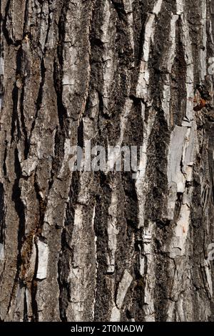 Die Textur der alten Weidenrinde. Nahaufnahme, Makrofotografie Stockfoto