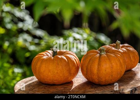 Mini-Kürbisse ruhen auf einem Olivenholzbrett im herbstlichen Licht. Stockfoto