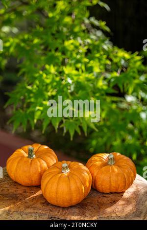 Mini-Kürbisse ruhen auf einem Olivenholzbrett im herbstlichen Licht. Stockfoto