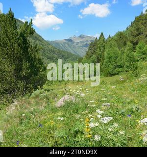 Schöne Wiese mit Blumen in den Pyrenäen. Andorra. Stockfoto