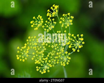 Gelbgrüne Blüten in der Dolde des harten, jährlich mit Anis aromatisierten kulinarischen Krauts Anethum graveolens, Dill Stockfoto