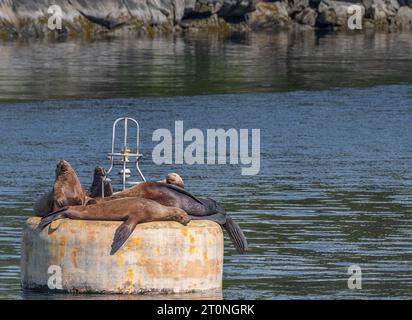 Steller Seelöwen ruhen sich aus und rufen auf einer Boje im Prince William Sound, Alaska, USA Stockfoto